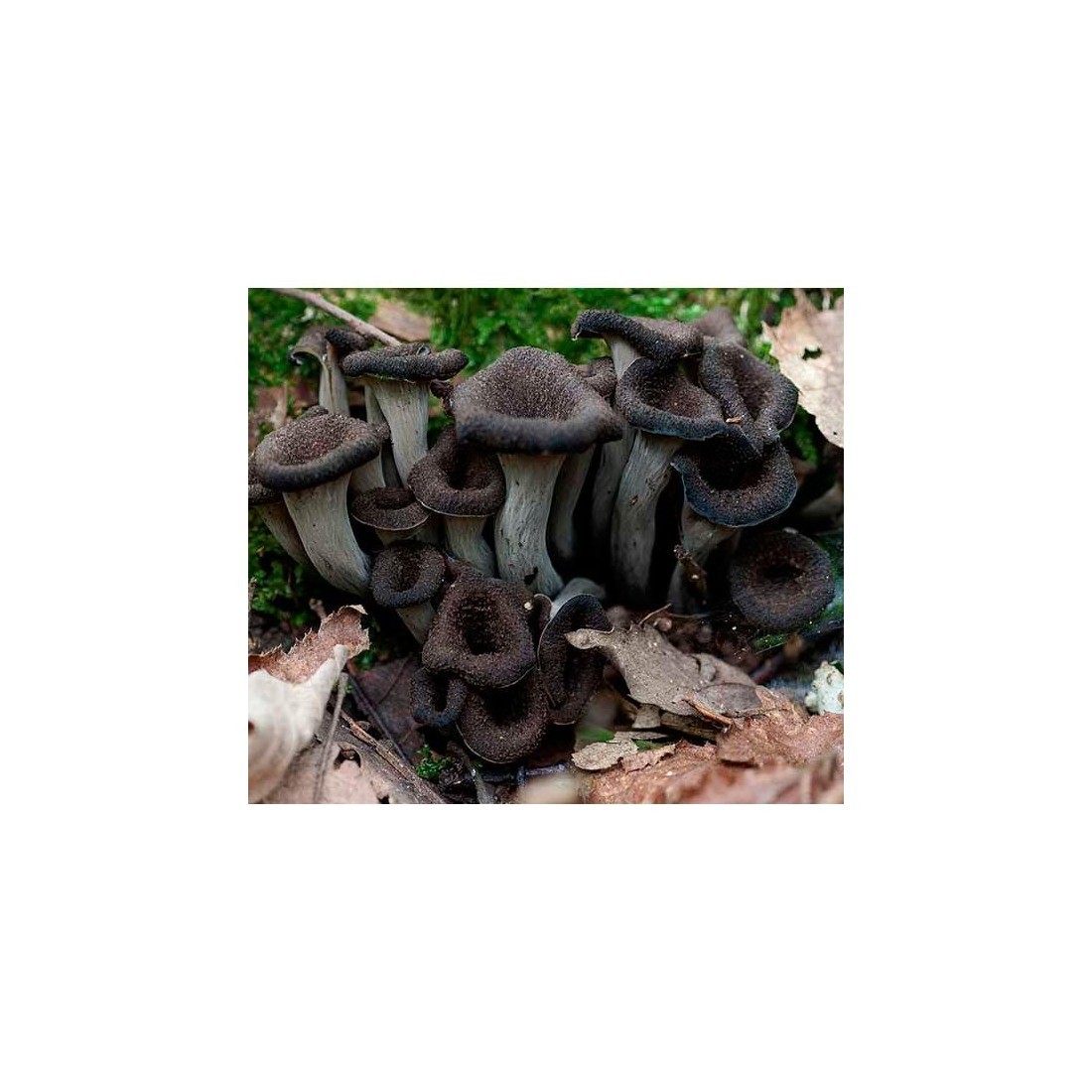 Bulk Black Trumpet Flour
