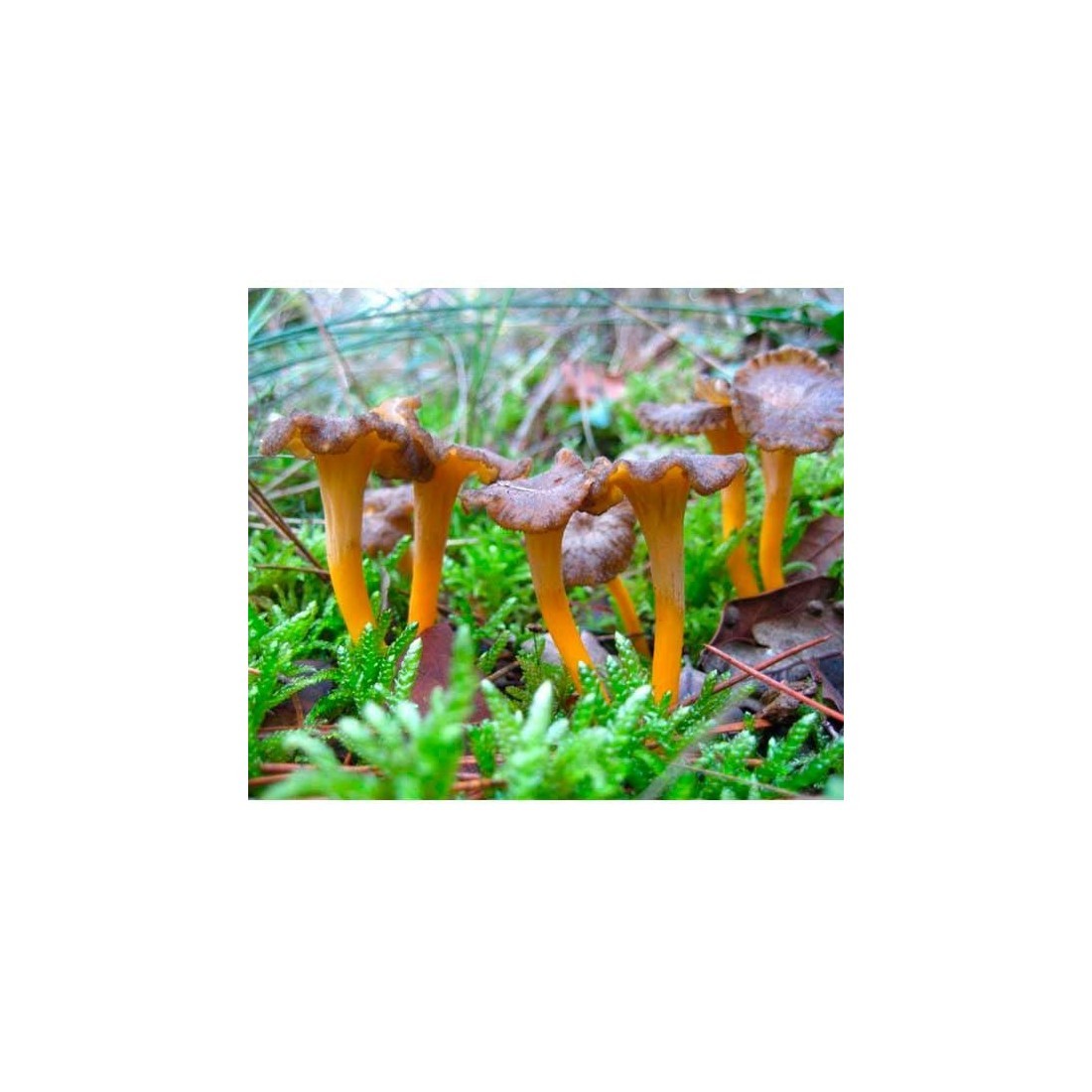 Dried yellow trumpet brisure - in bulk