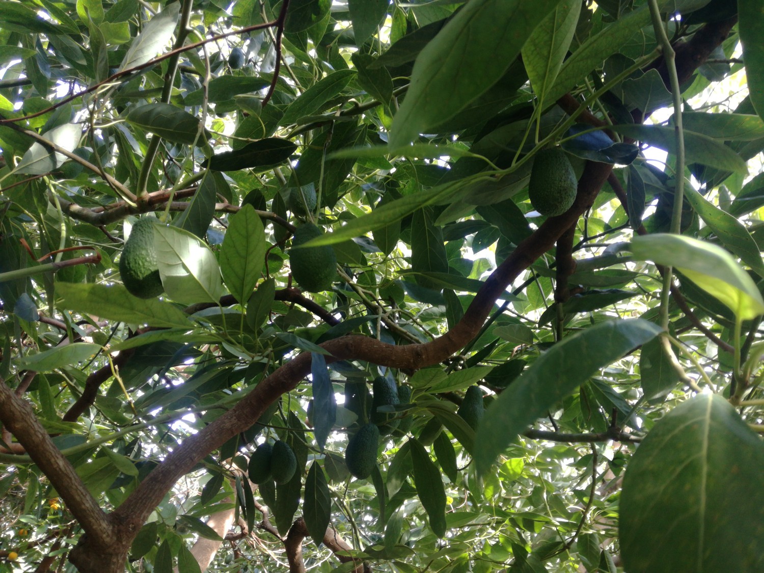 Hass Avocados