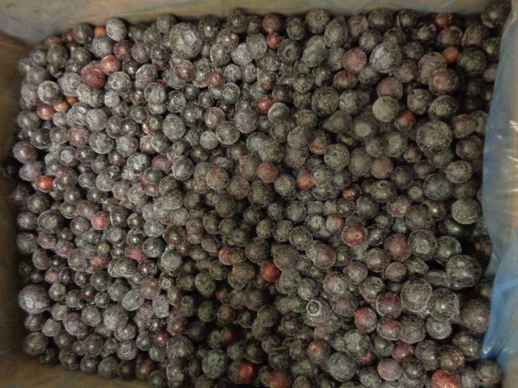 Blueberry IQF cultivated carton 10kg