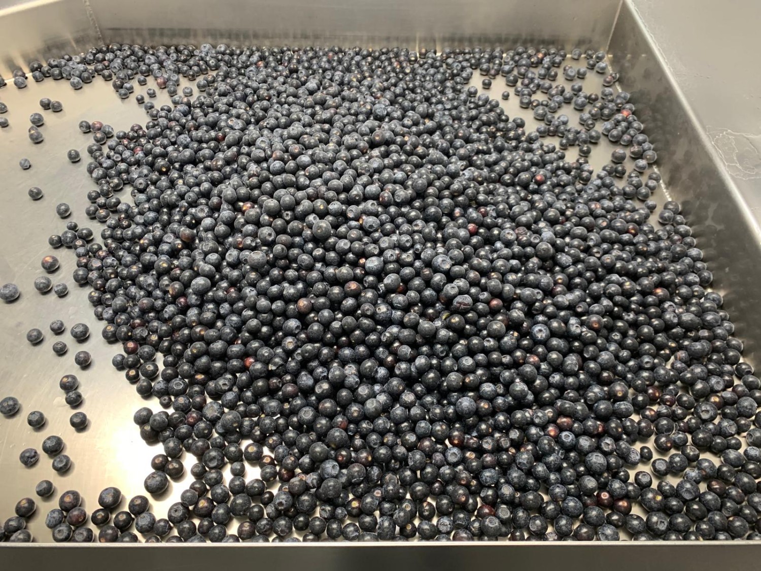 Blueberry IQF cultivated carton 10kg
