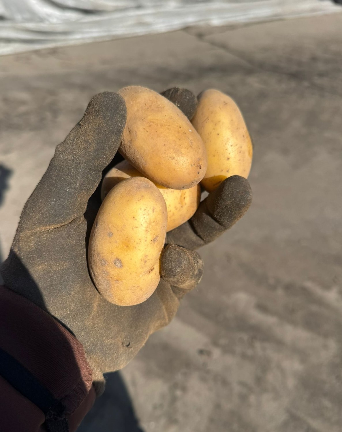 Potatoes Class I Bin (Plastic) 1000kg
