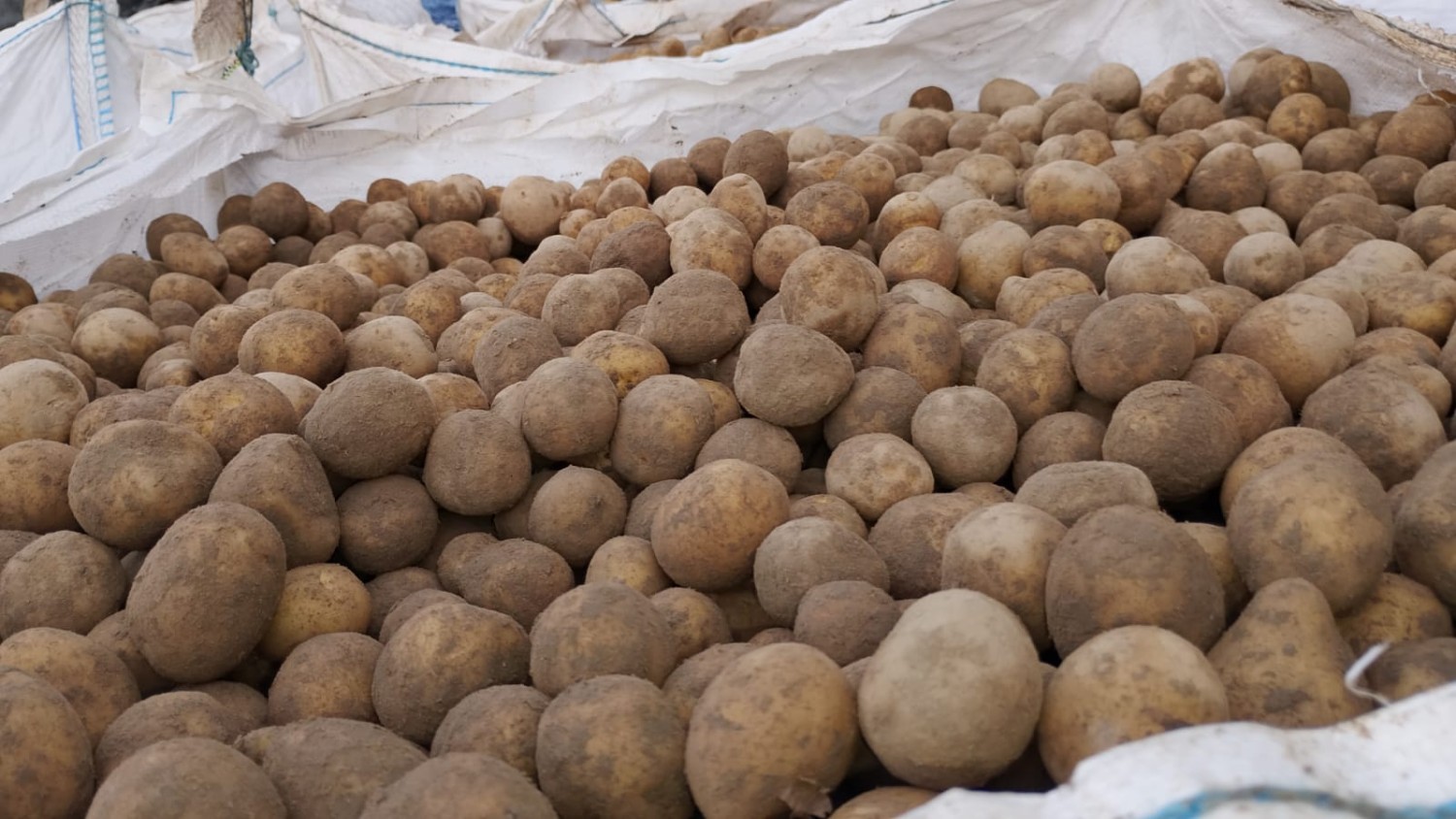 Potatoes Class I Bin (Plastic) 1000kg