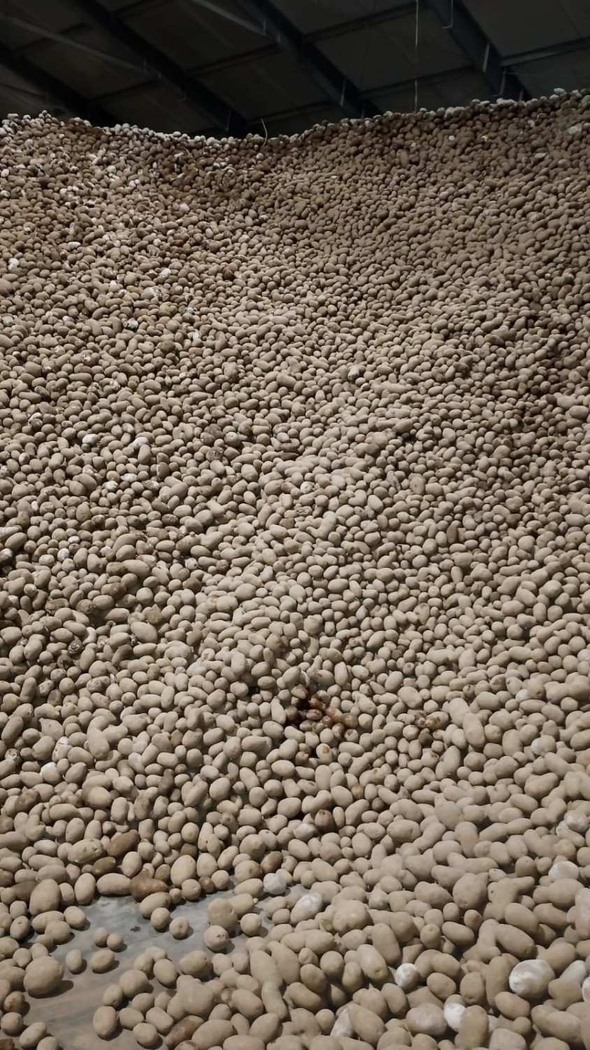 Potatoes Class I Bin (Plastic) 1000kg