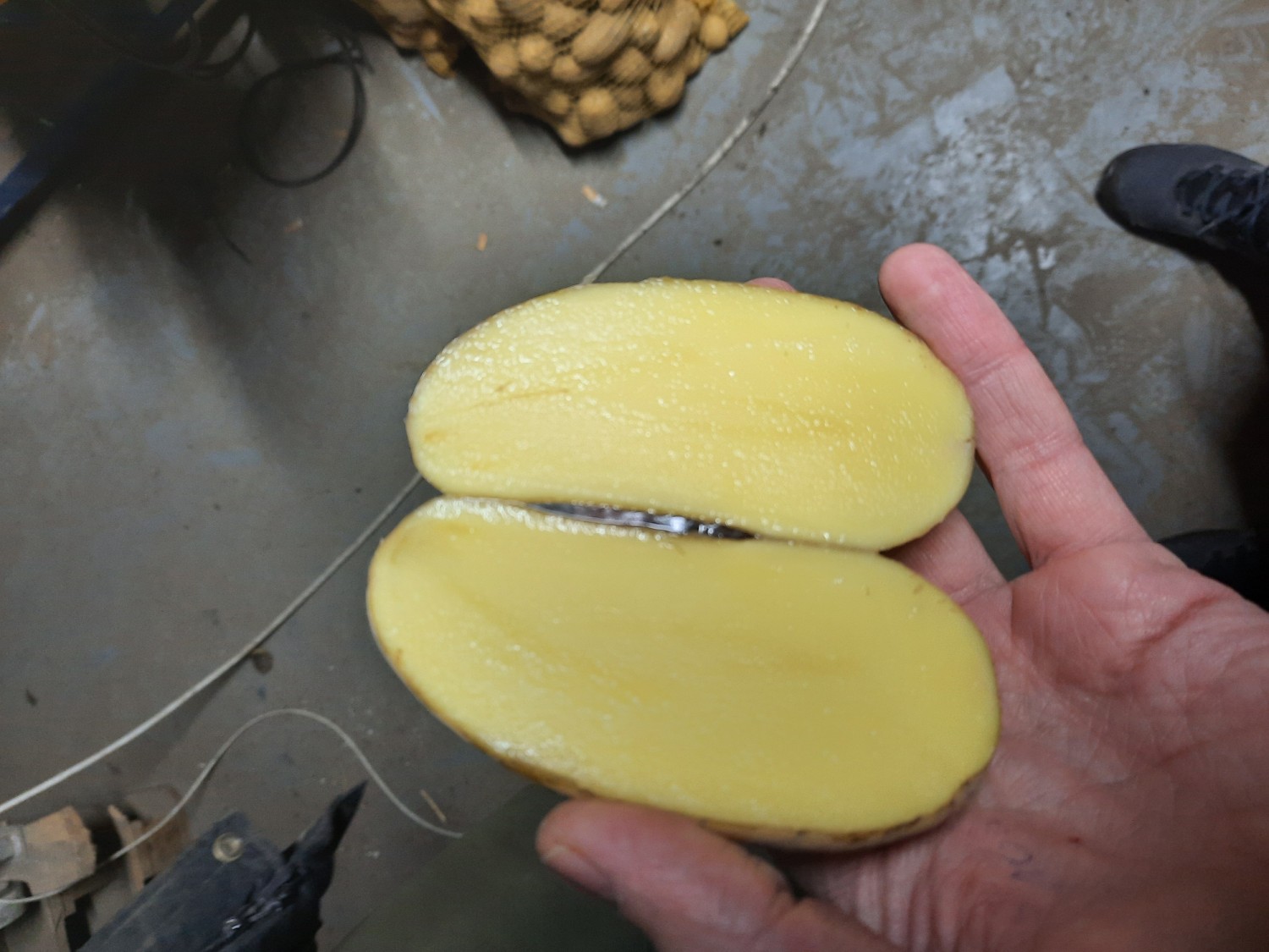 Potatoes Class I Bin (Plastic) 1000kg