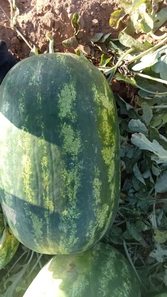 Crimson Sweet (Round - Oval) Watermelons Crimson Ruby F1 5g 0.9mm Wooden crate 150kg