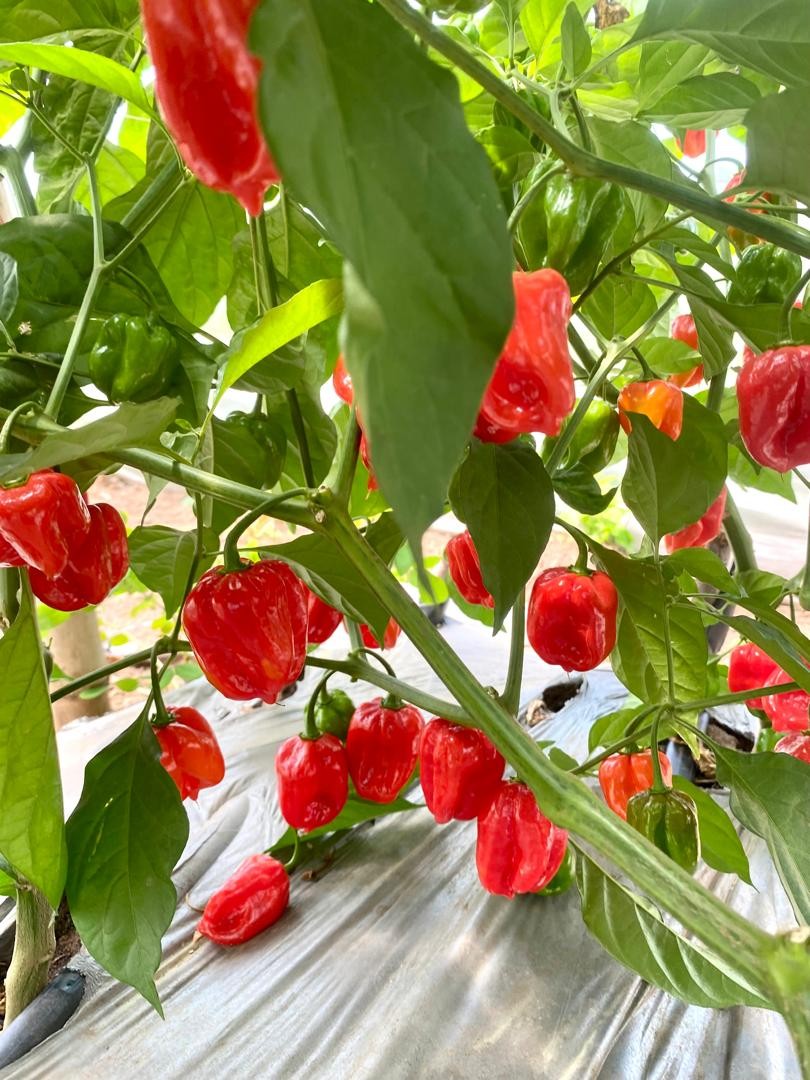 Blocky Green & Red Peppers Other Class I 8.5g Carton box (Layered) 20kg