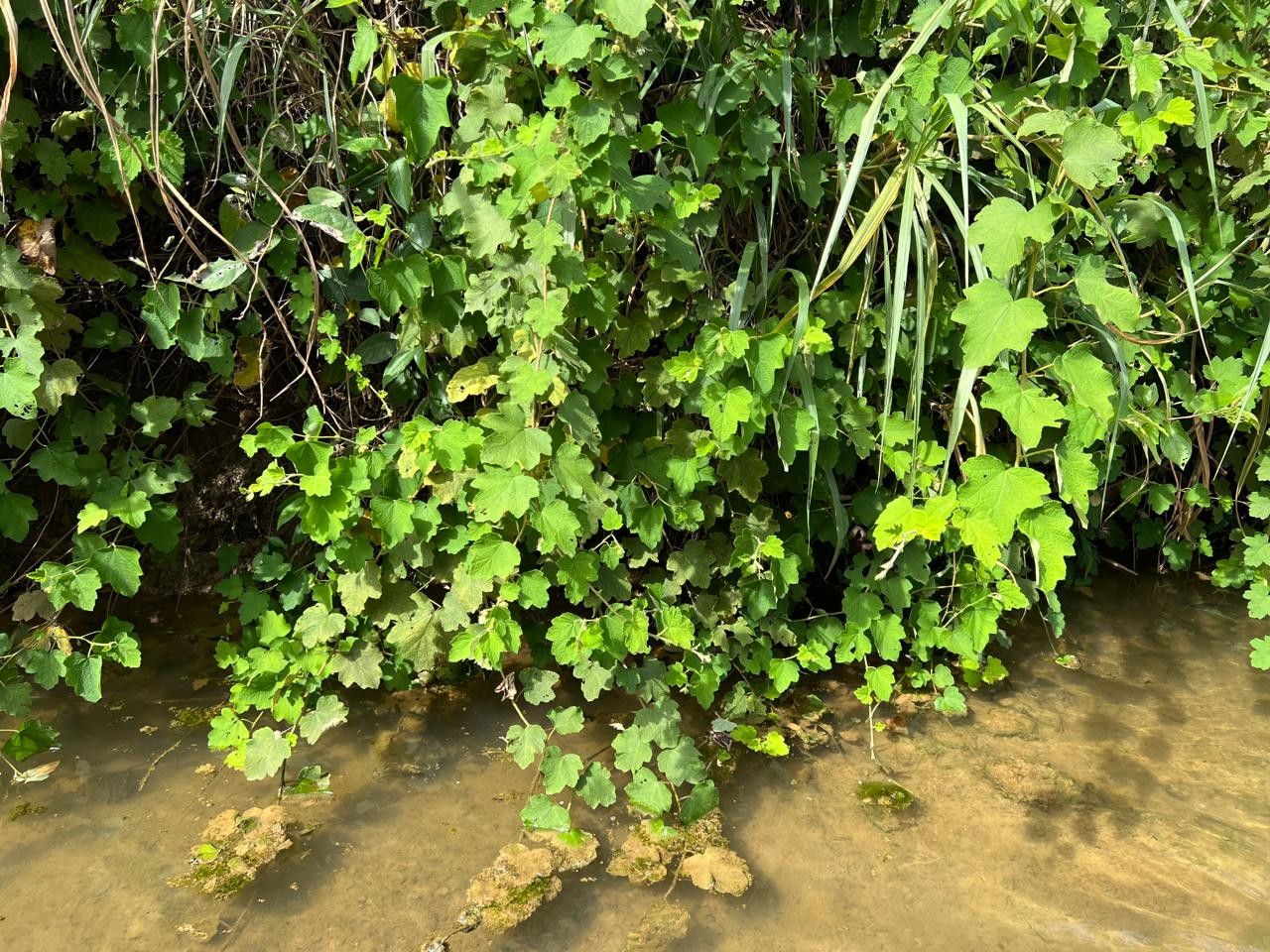 Wild Raspberry Leaf - Organic Botanical for Tea Infusion