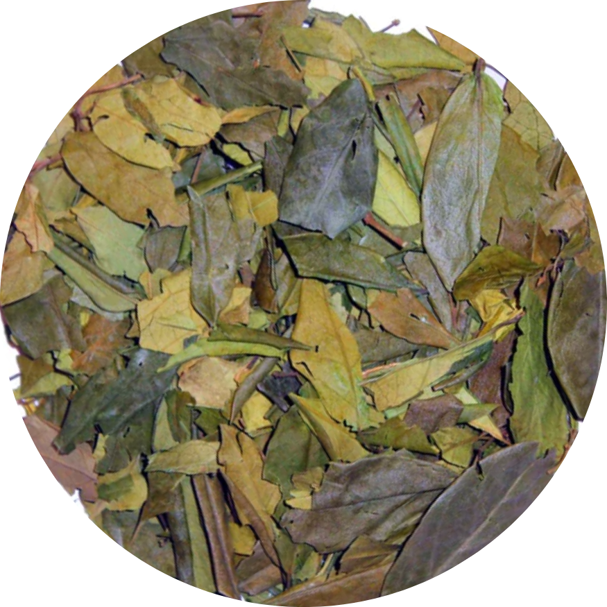 Organic Gymnema Leaf - Natural Botanical for Infusion