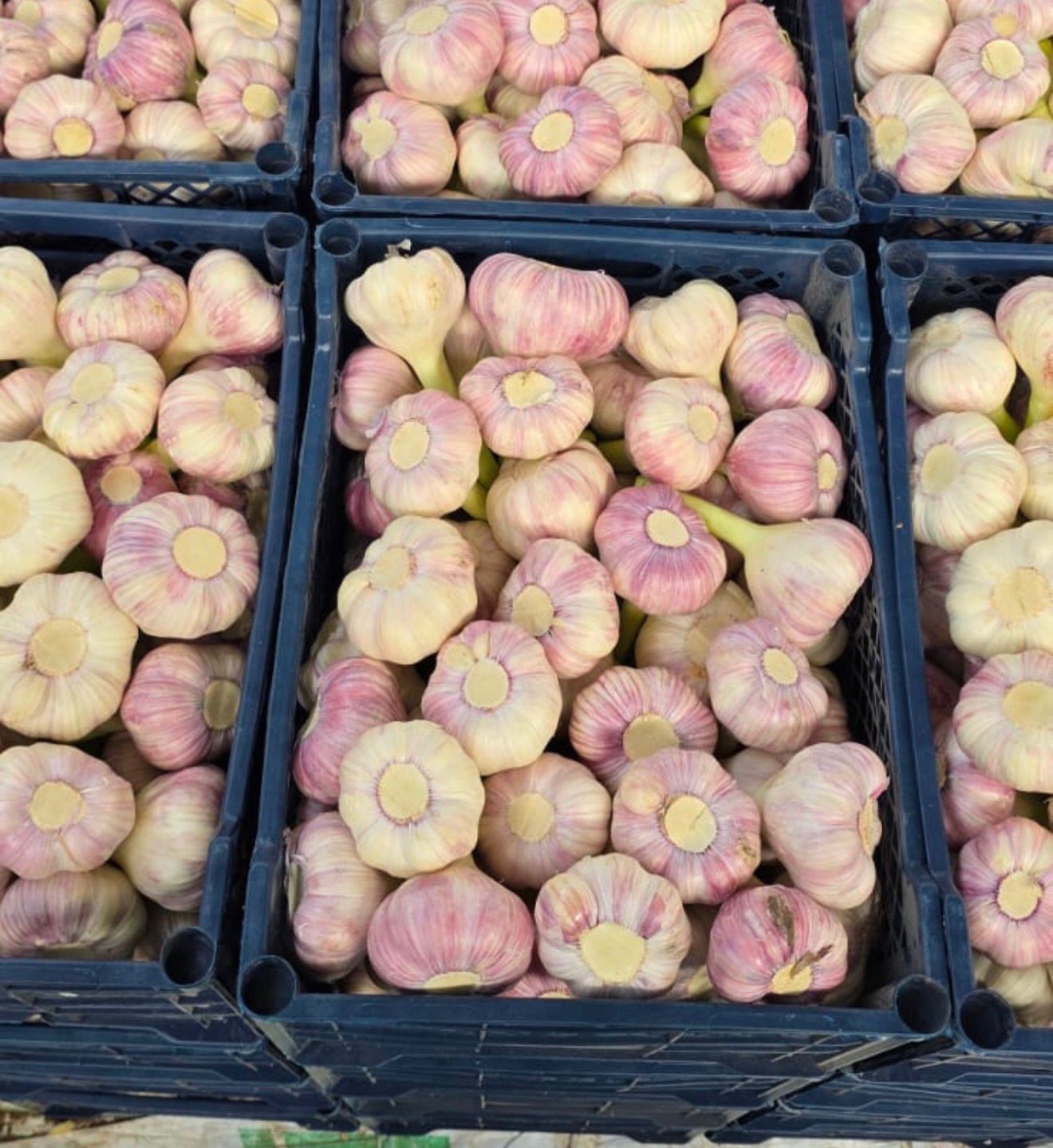 Garlics