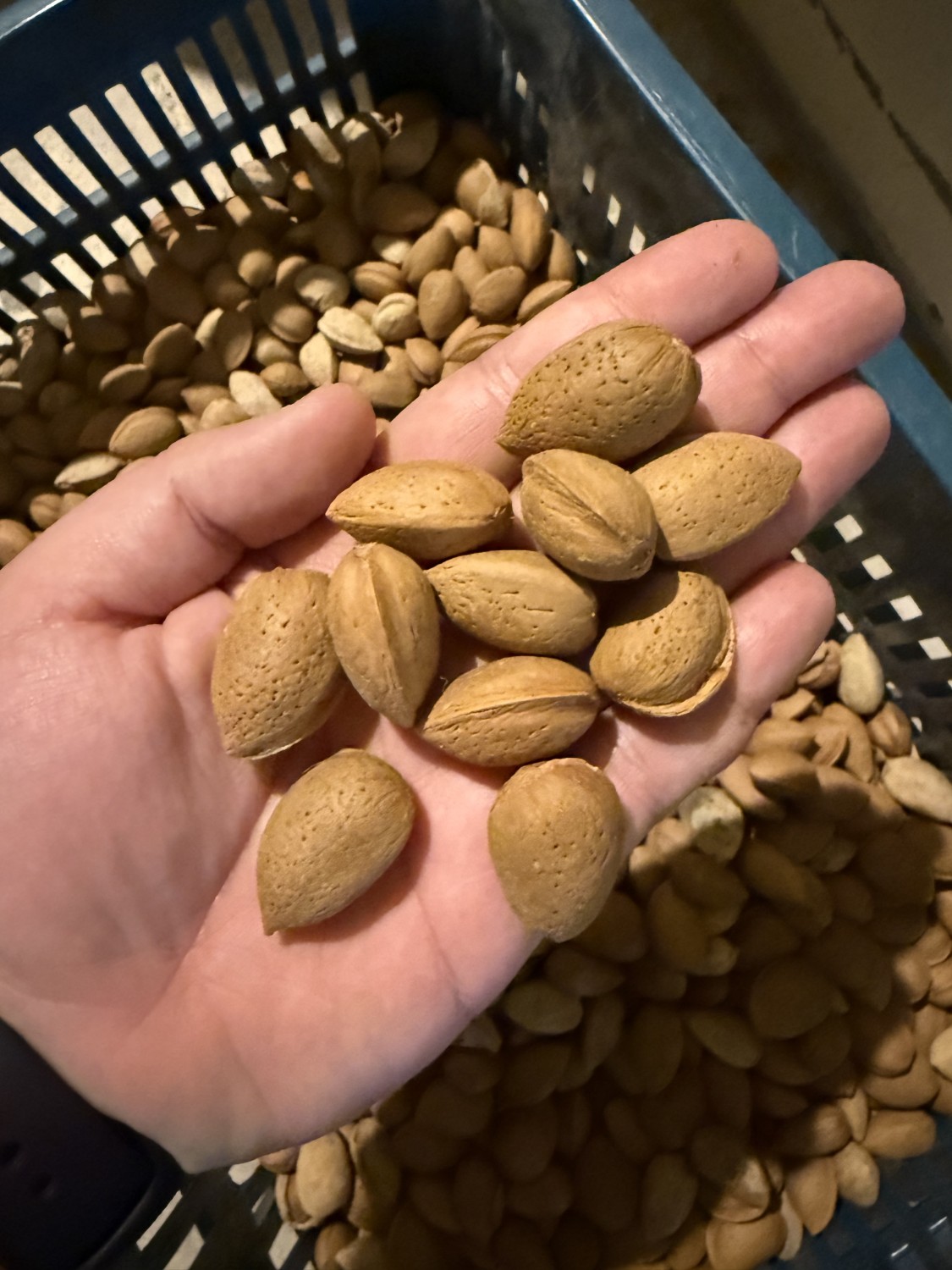 Almond in shell