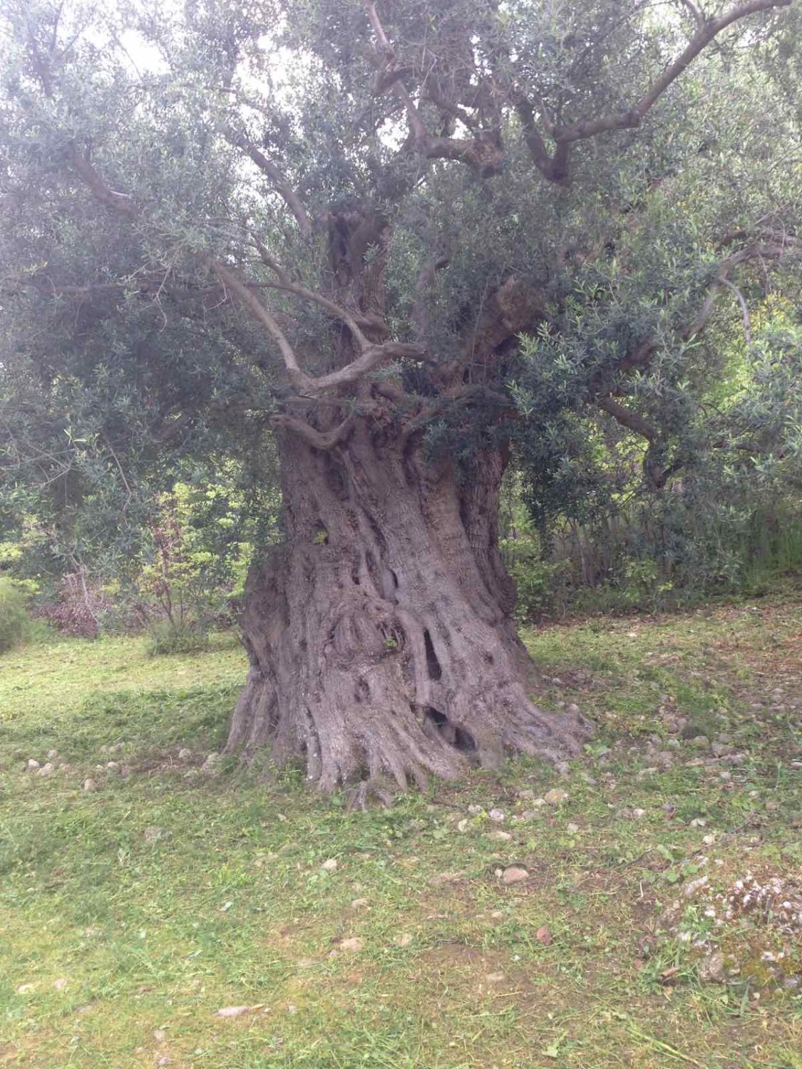 EVOO 5l TIN Can Greece