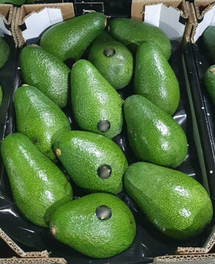 Avocados var. Fuerte - CAT I - Size 22 - carton 4kg