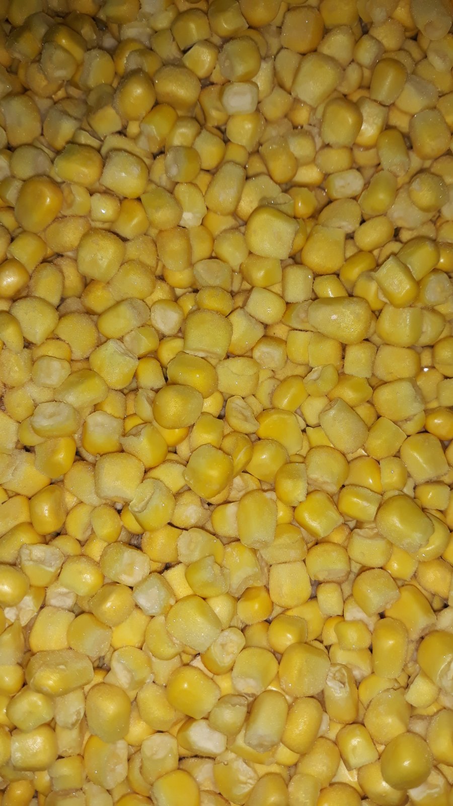 Sweet corn Iqf Grade A 10kg carton