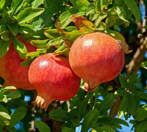 Pomegranates var. Mollar - Size 14 - carton 3.5kg