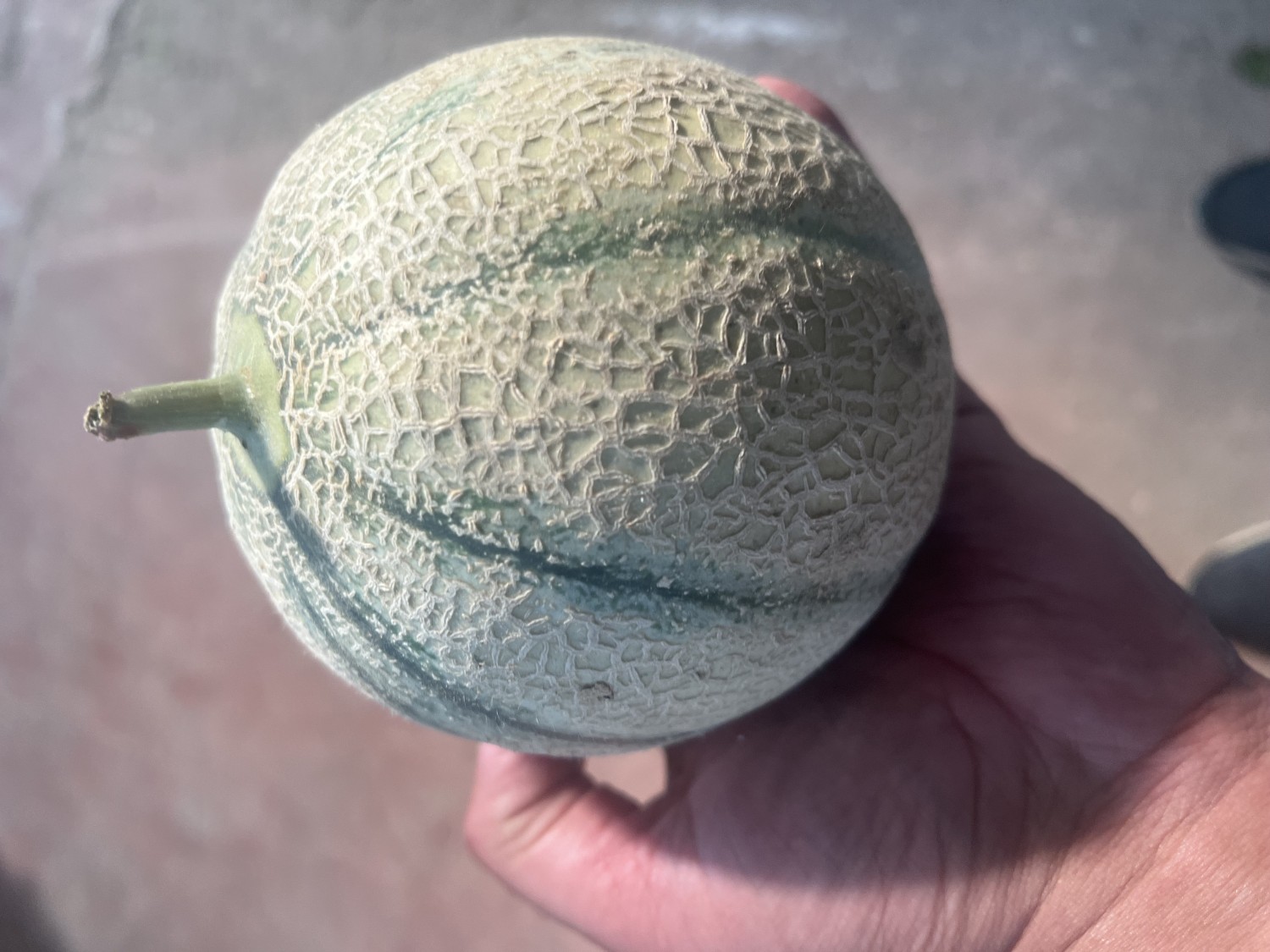 Charentais Melon Cardboard Box (loose) 11kg