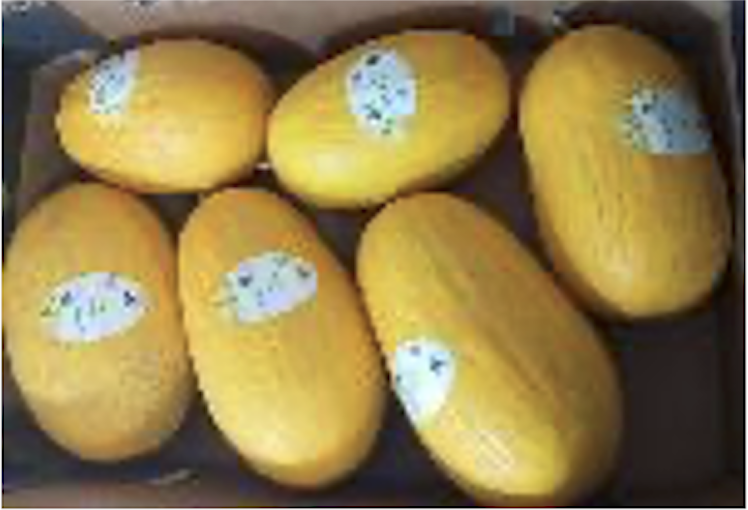 Galia Melon Other Cardboard Box (loose) 16kg