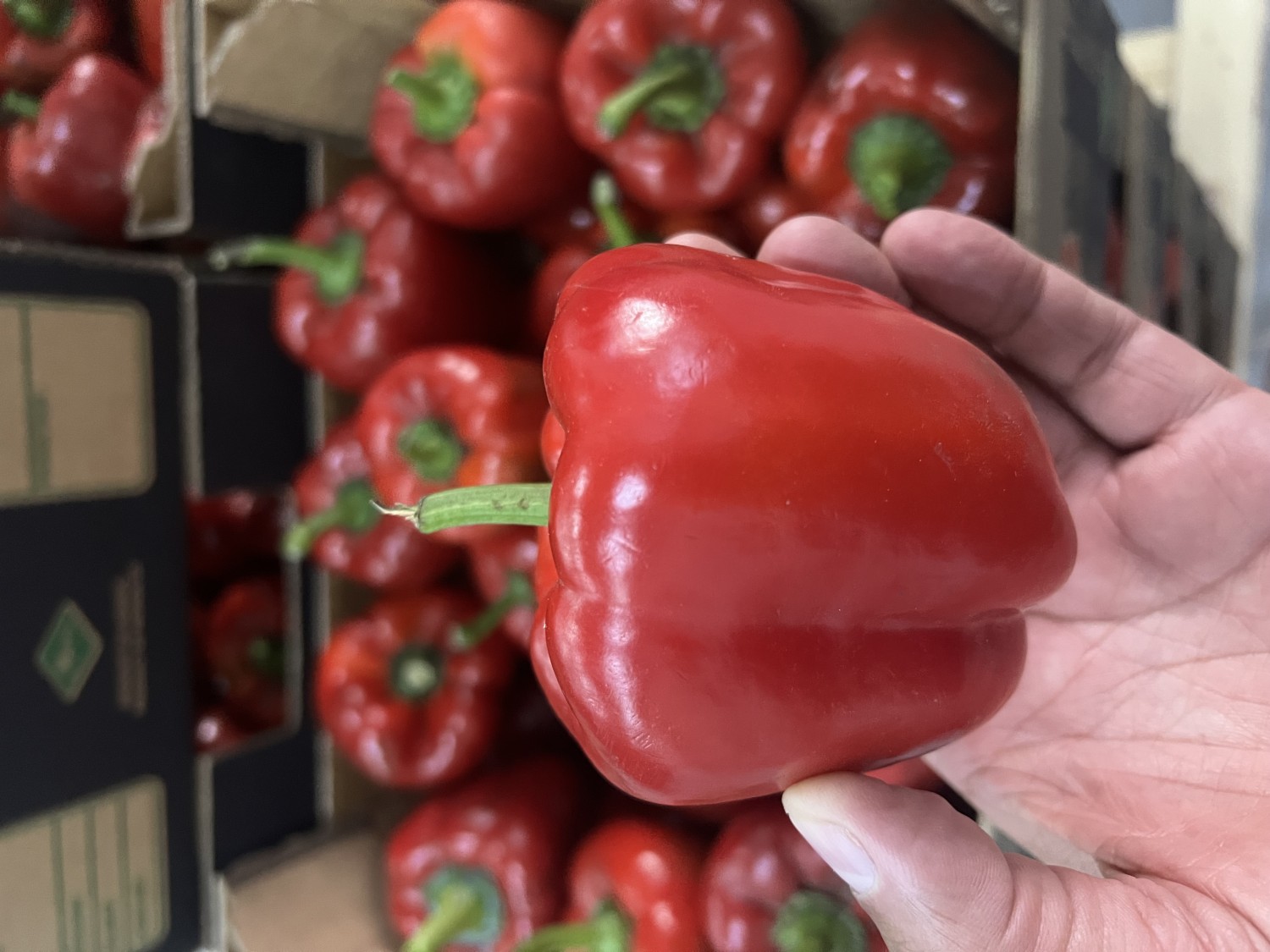 Blocky Green & Red Peppers Class I Cardboard Box (loose) 5kg
