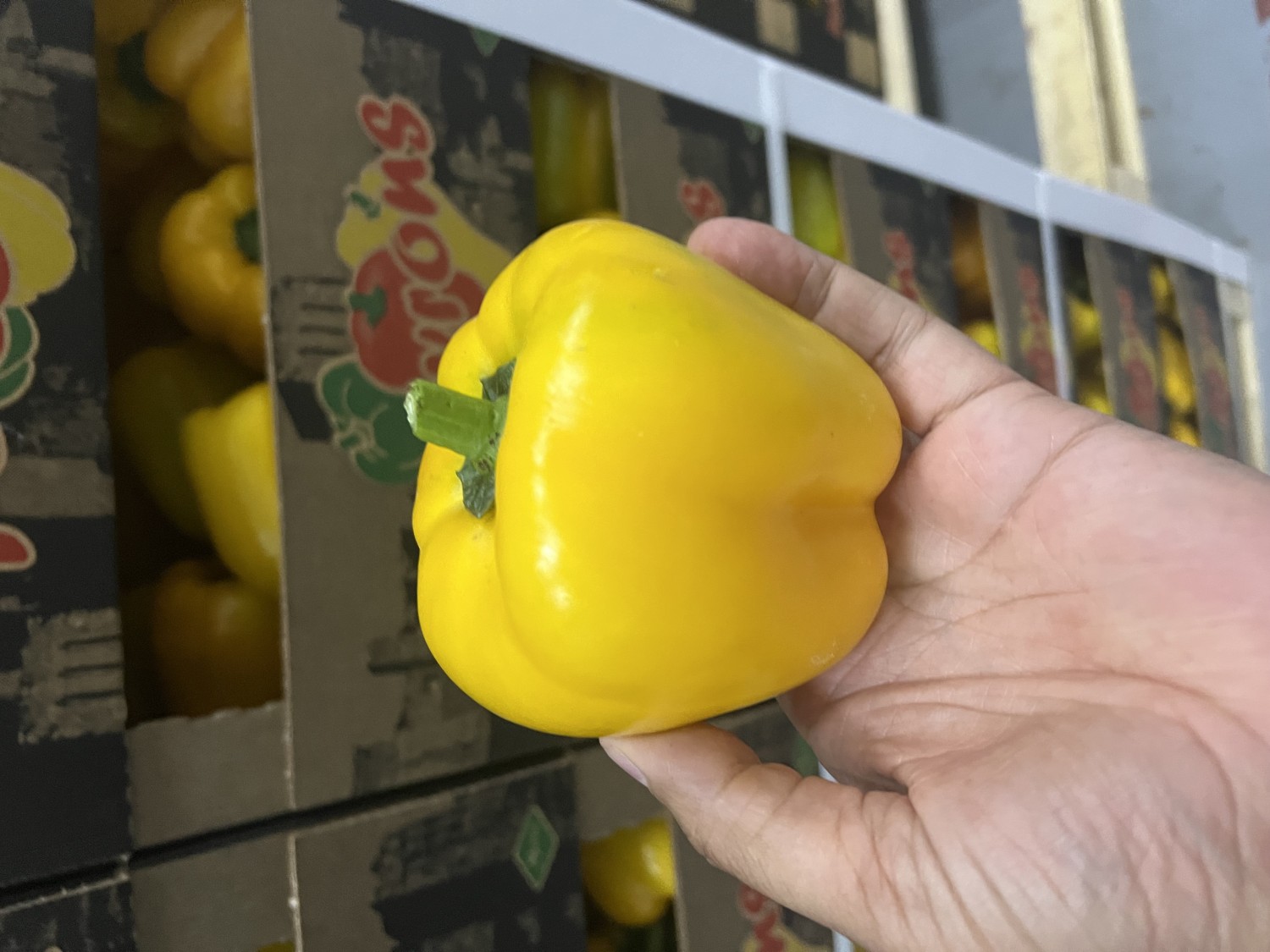 Blocky Yellow Peppers Class I Cardboard Box (loose) 5kg