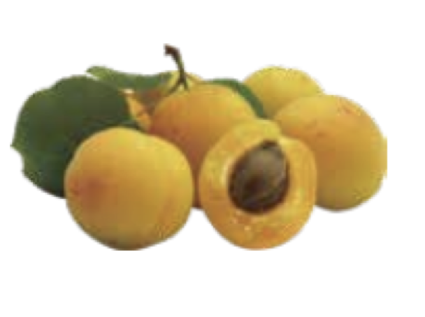Apricot