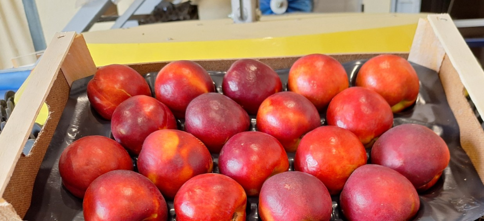 Yellow Flesh Nectarines Venus Extra Class 220g Wooden box 4kg
