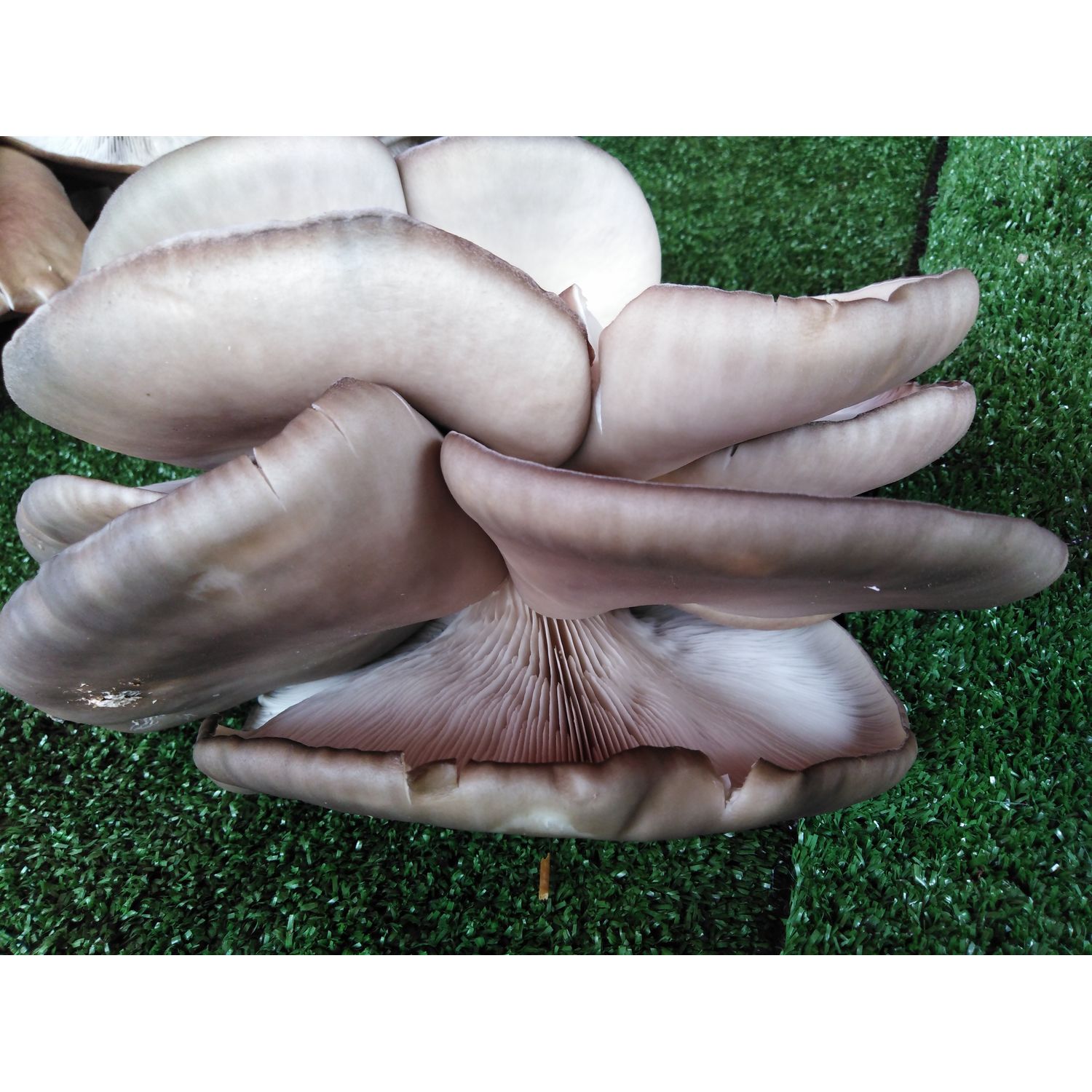 Pleurotus Fresh Mushrooms and Mushroom Products 1 kilo