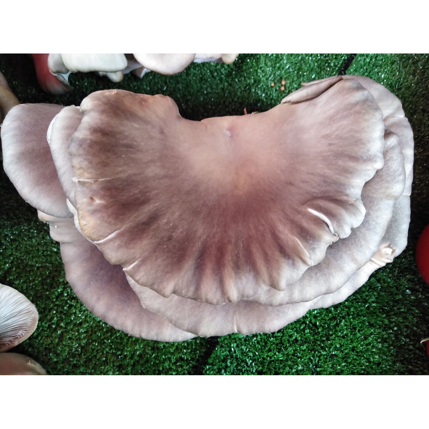 Pleurotus Fresh Mushrooms and Mushroom Products 1 kilo