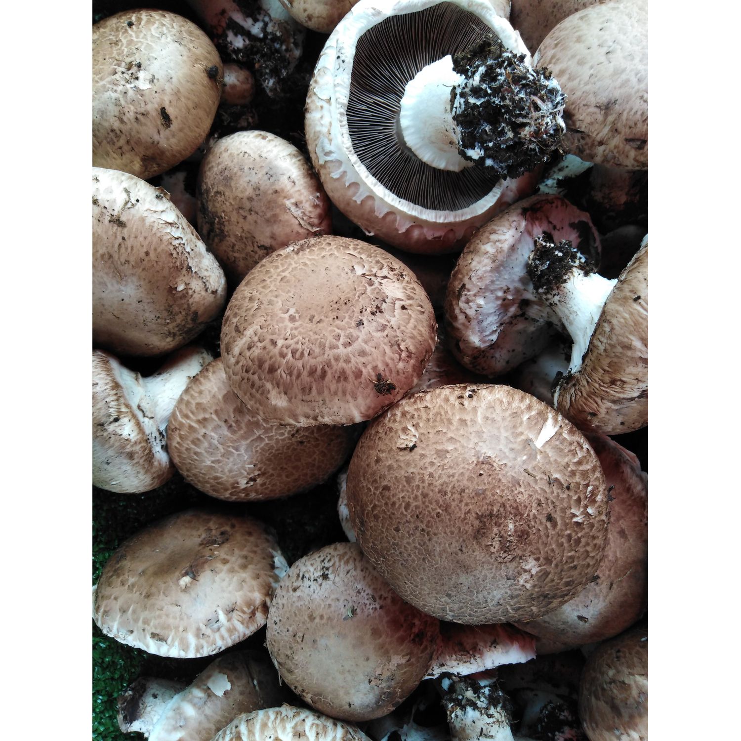 Portobello Fresh Mushrooms and Mushroom Products 1 kg
