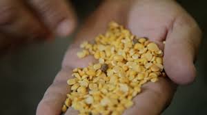 Santorini Fava Beans Organic 500gr