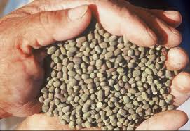Santorini Fava Beans Organic 500gr