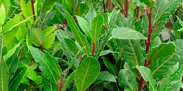 Bay Leaves