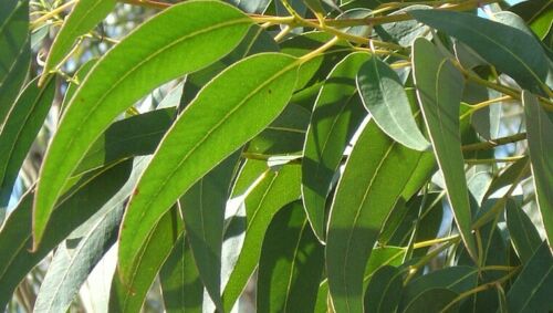 Eucalyptus Leaves - Tea