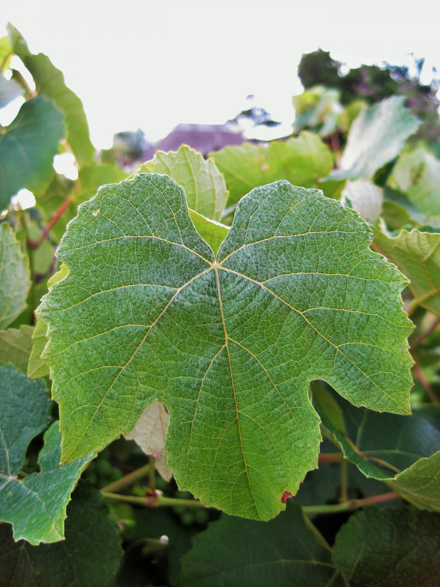 Wine leaf Powder