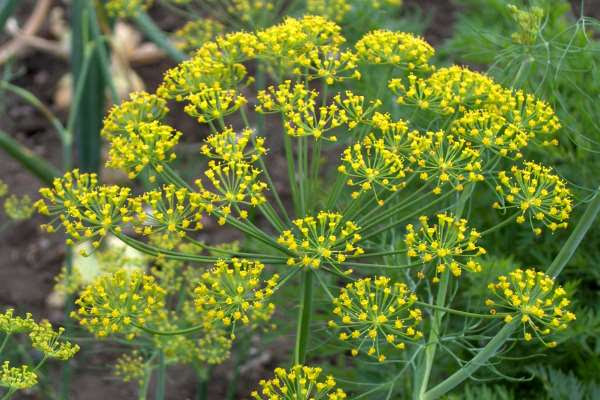 Dill 'Etolos 2000+' 20gr