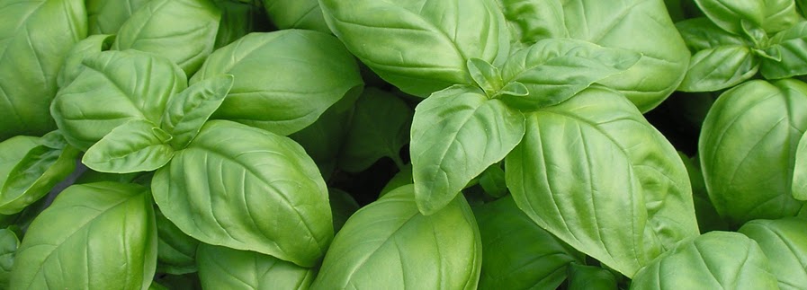Basil 'Etolos 2000+' 30gr