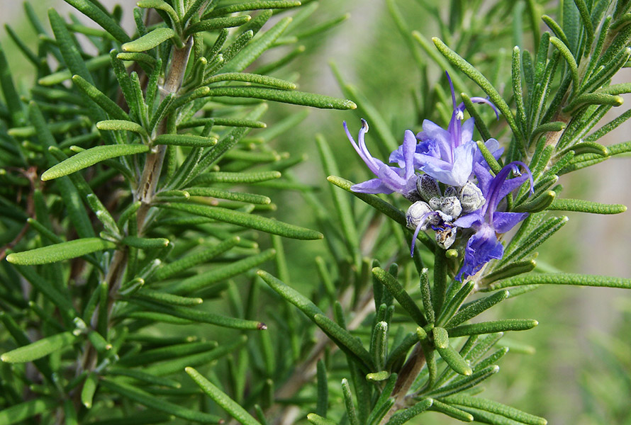 Rosemary 'Etolos 2000+' 30gr