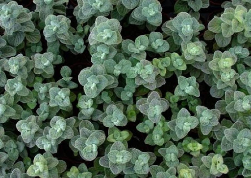 Origanum dictamnus 'Etolos 2000+' 15gr