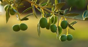Extra Virgin Olive Oil - Tin Canister 5lt