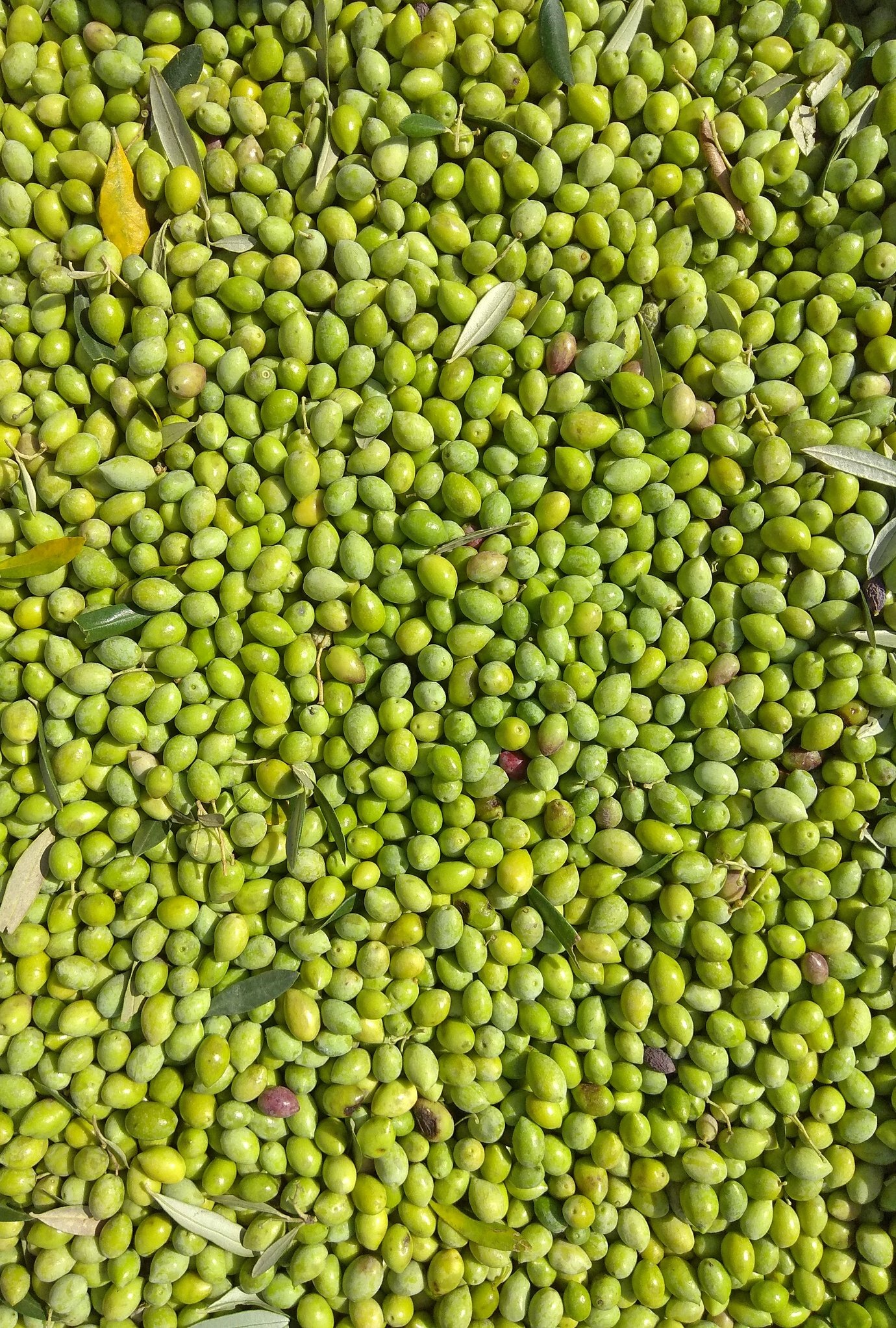 Extra Virgin Olive Oil - Tin Canister 5lt