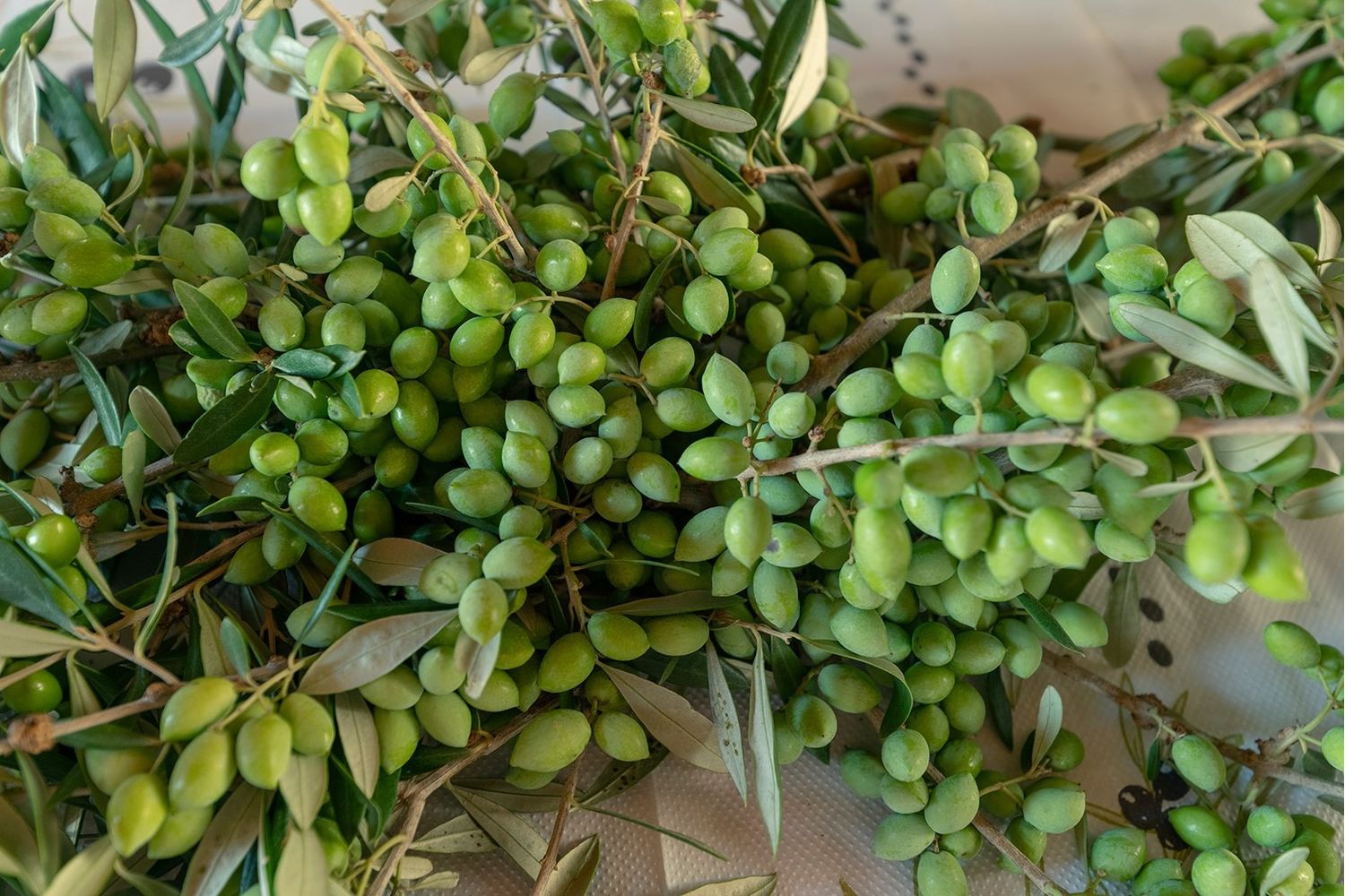 Extra Virgin Olive Oil - Tin Canister 5lt