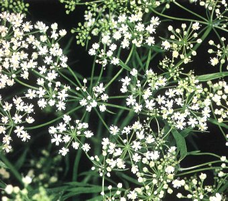 Grated Anise 'Etolos 2000+' 50gr