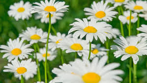 Chamomile 'Etolos 2000+' 20gr