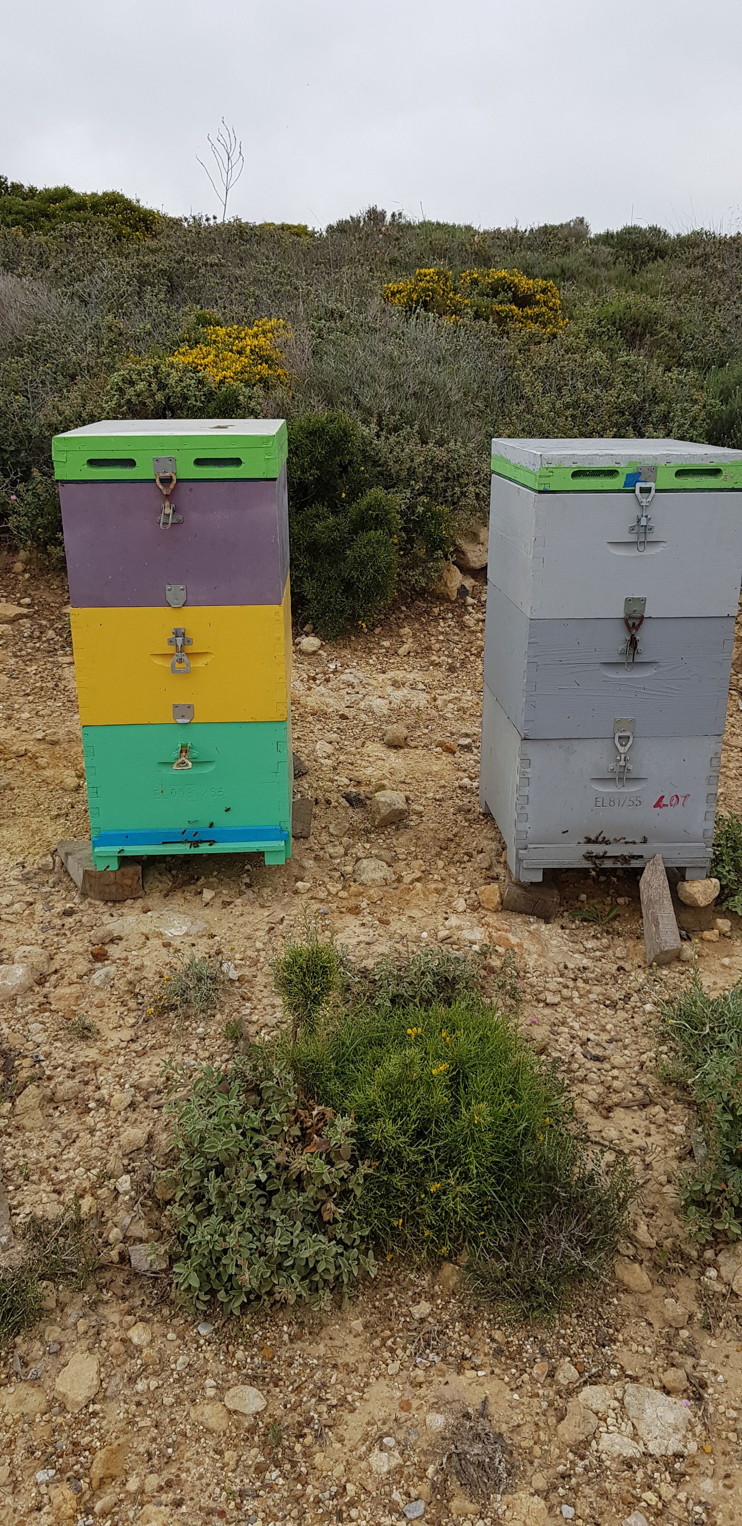 Thyme Honey 1kg