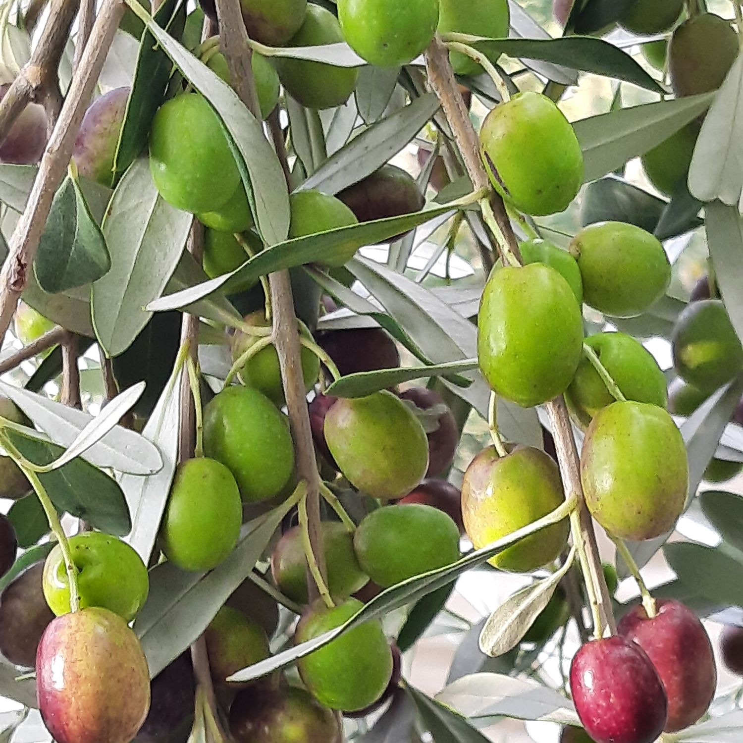 Organic extra virgin olive oil 4lt PLOMARI GOLD