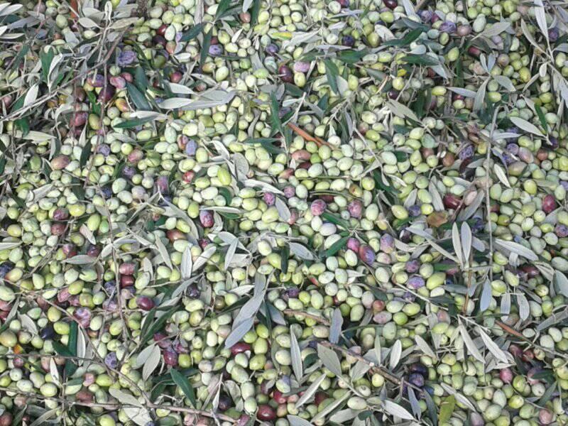 Extra Virgin Olive Oil 5 liters