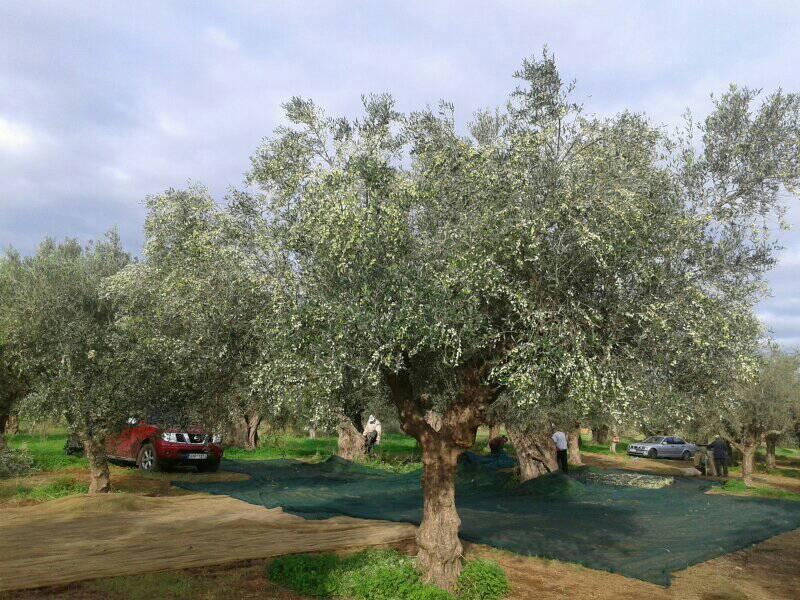 Extra Virgin Olive Oil 5 liters