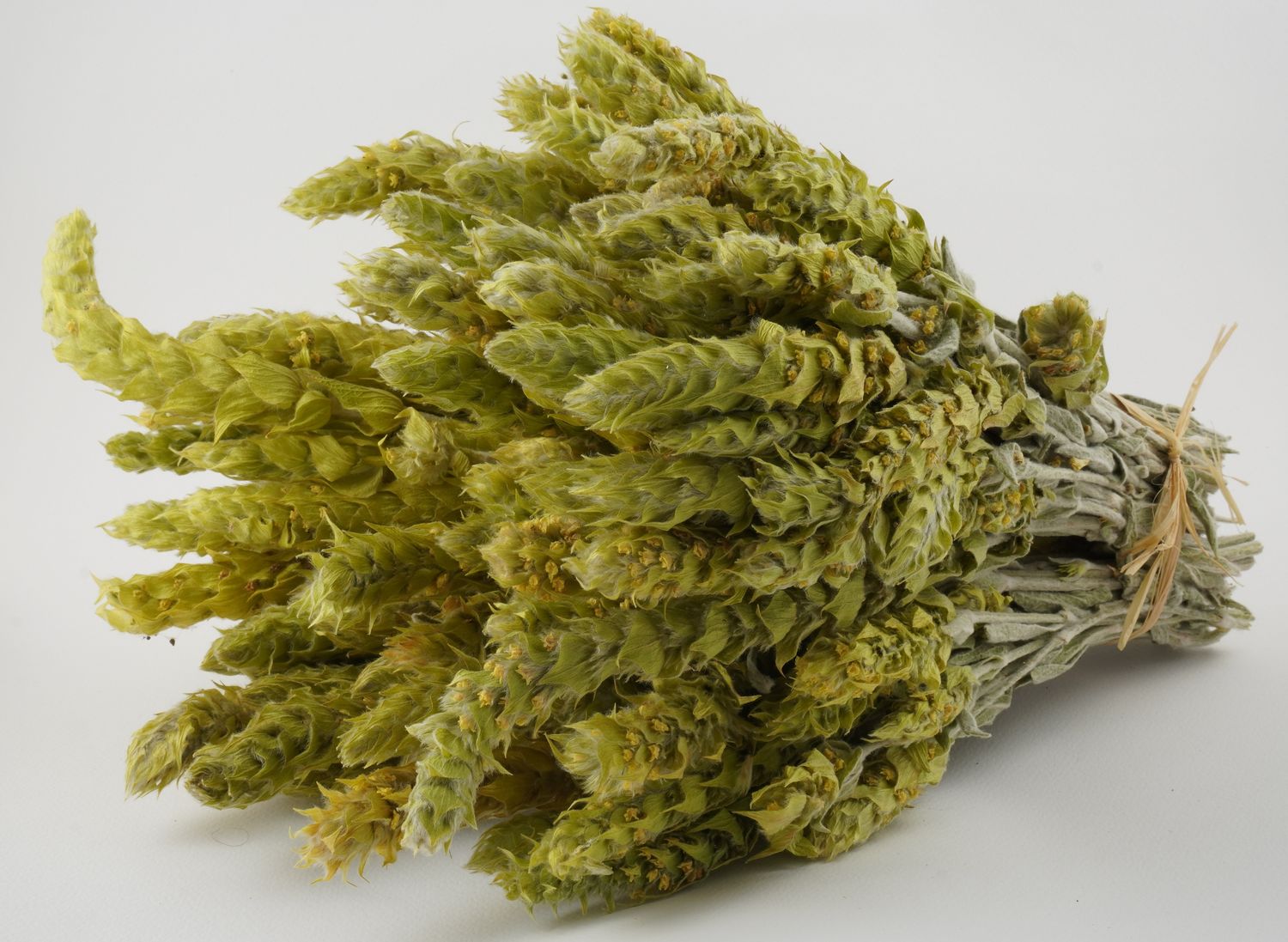 0.300kg-5pcs-Greek Olympus mountain tea-300g-sideritis scardica