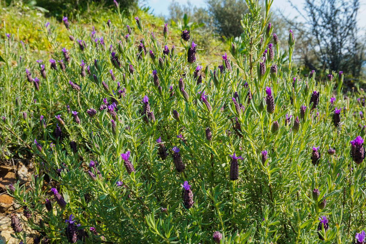 Honey with wild lavender 250g