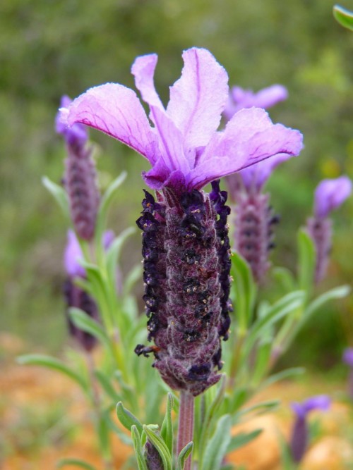Honey with wild lavender 250g