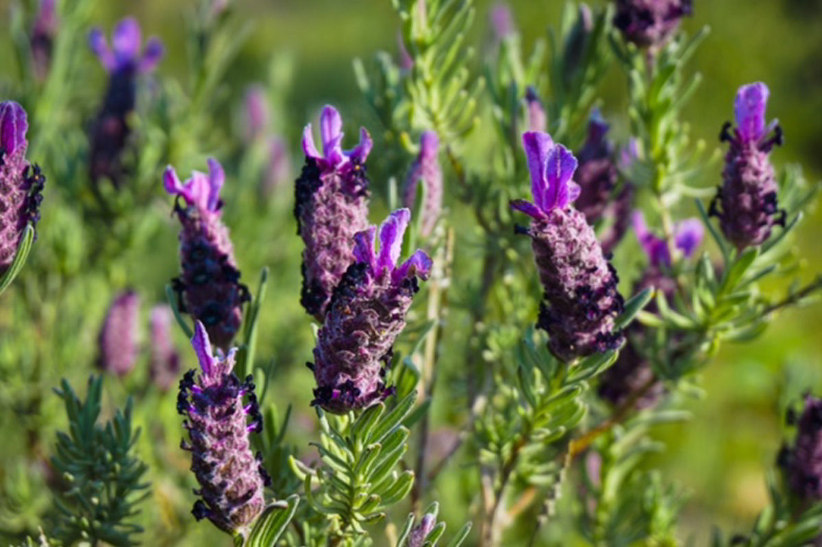 "Purple" Wild Lavender Flowers 25g metal packaging